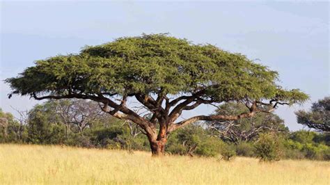 Acacia Tree Description, Characteristics, and Uses.